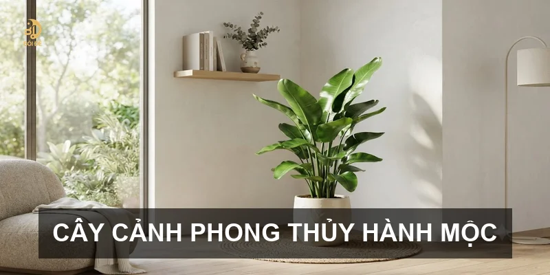 Cây cảnh phong thủy hành Mộc
