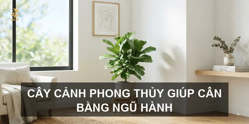 Cây cảnh phong thủy giúp cân bằng ngũ hành