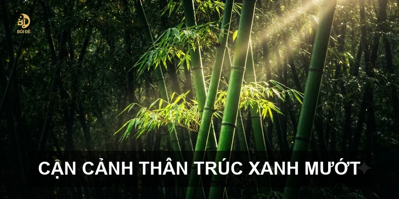 Cận cảnh thân trúc xanh mướt