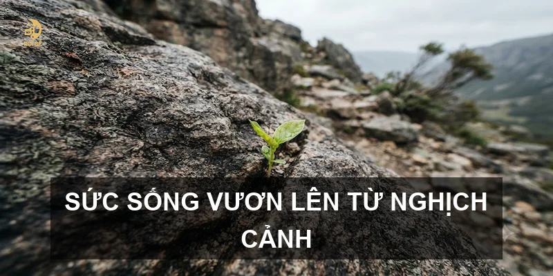 Sức sống vươn lên từ nghịch cảnh