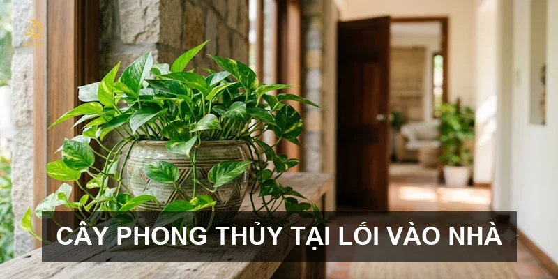 Cây phong thủy tại lối vào nhà