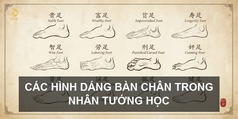 Các hình dáng bàn chân trong nhân tướng học