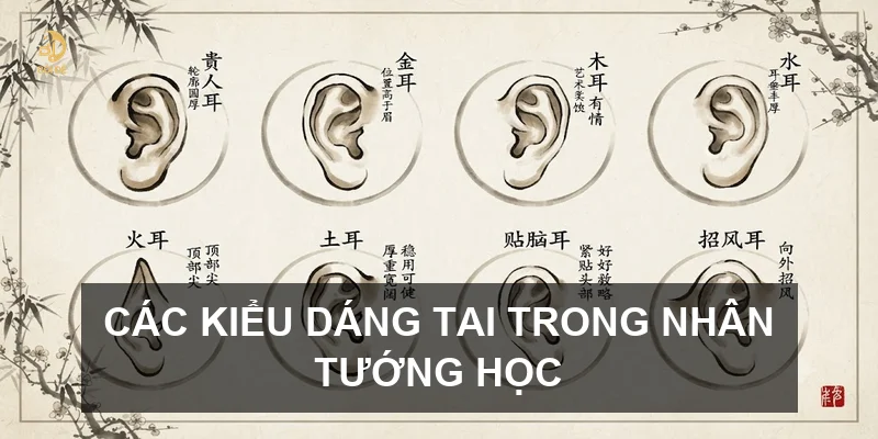 Các kiểu dáng tai trong nhân tướng học